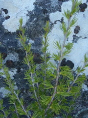 Cliffortia tuberculata