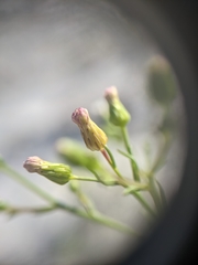 Erigeron canadensis pusillus