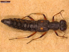 Stenus bimaculatus