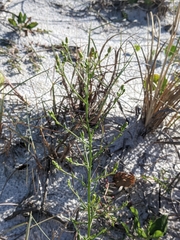 Erigeron canadensis pusillus