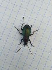 Carabus arvensis