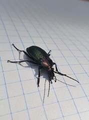 Carabus arvensis