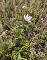 Anemonoides sylvestris