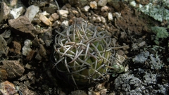 Melocactus curvispinus
