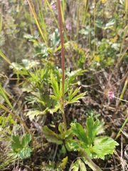 Anemonoides sylvestris