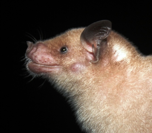 Jamaican flower bat (Phyllonycteris aphylla) — Critically Endangered Mammalia