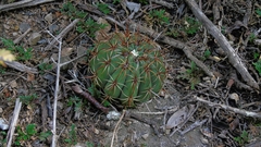 Melocactus curvispinus
