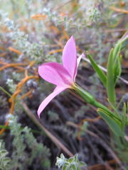 Chironia jasminoides