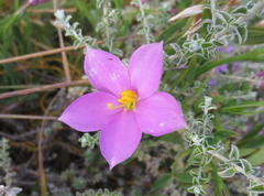 Chironia jasminoides