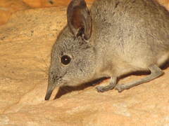 Elephantulus edwardii