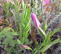 Chironia jasminoides