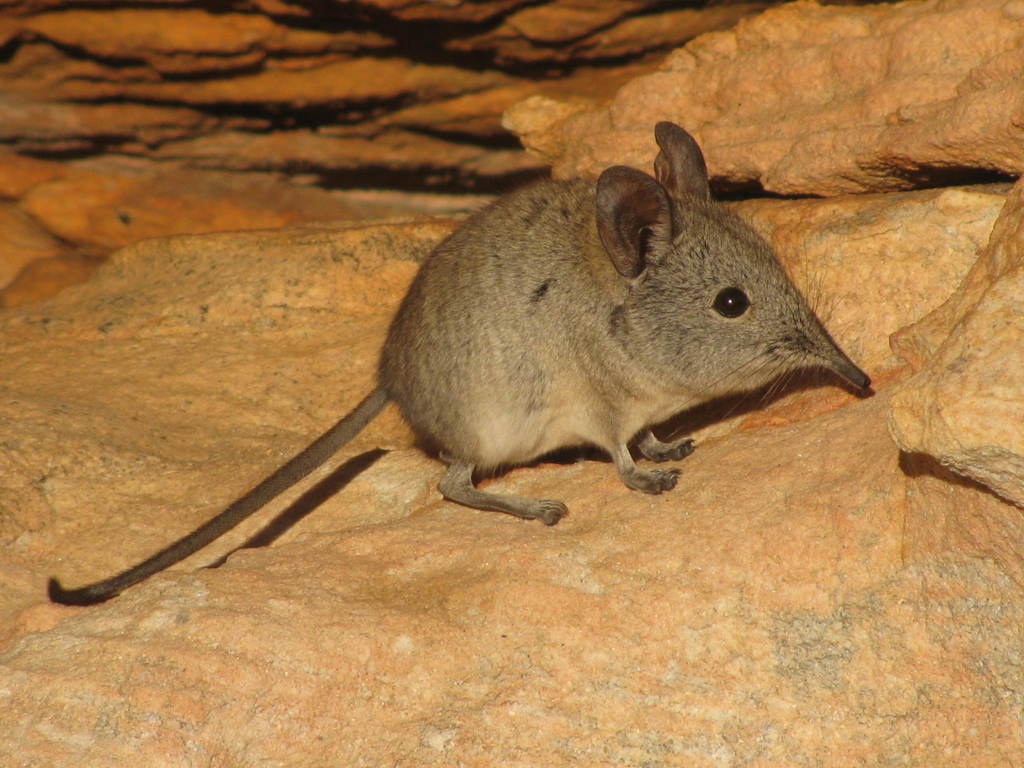 Cape Elephant Shrew