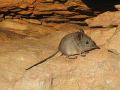 Elephantulus edwardii