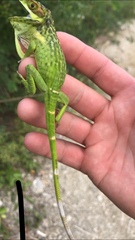 Anolis smallwoodi