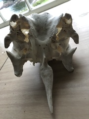 Phoca vitulina
