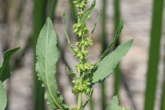 Rumex fueginus