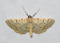 Polygrammodes flavidalis