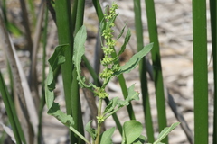 Rumex fueginus