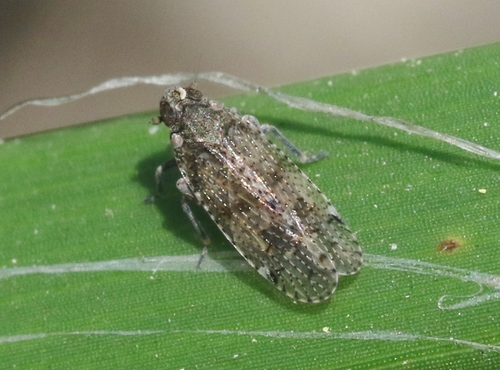 iNaturalist observation photo of Cixius