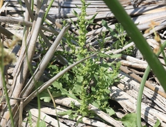 Rumex fueginus