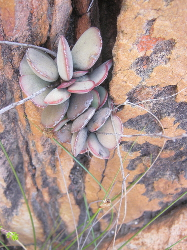 Adromischus inamoenus