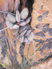 Adromischus inamoenus