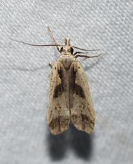 Dichomeris bilobella