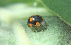 Brachiacantha decora