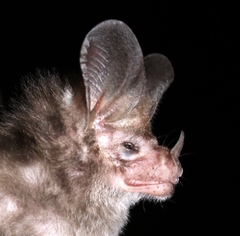 Macrotus waterhousii