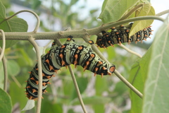 Rothschildia lutea
