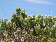 Leucadendron dregei