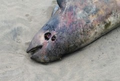 Phocoena spinipinnis