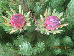 Leucadendron dregei