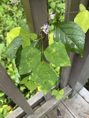 Synchytrium decipiens