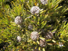 Leucadendron dregei