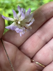 Synchytrium decipiens