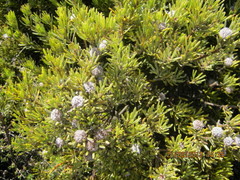 Leucadendron dregei