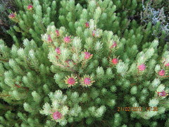 Leucadendron dregei