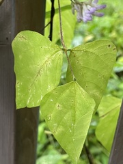 Synchytrium decipiens