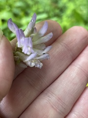 Synchytrium decipiens