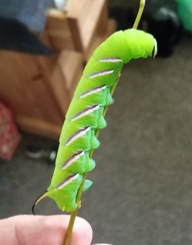 Privet hawk-moth