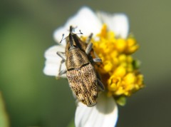 Pseudocentrinus ochraceus