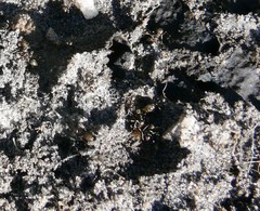 Anoplolepis steingroeveri