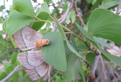Gonimbrasia belina