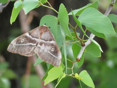 Gonimbrasia belina