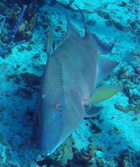 Lachnolaimus maximus