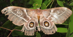 Gonimbrasia belina