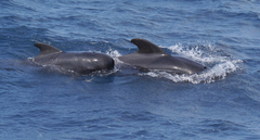 Globicephala macrorhynchus