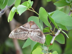 Gonimbrasia belina