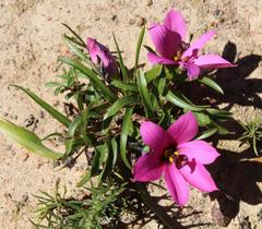 Moraea versicolor